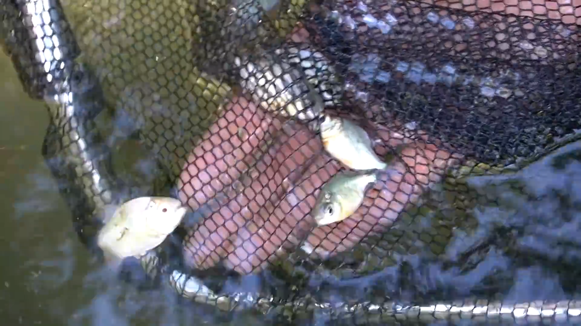 We released hundreds of baby pacu into a brand new pond