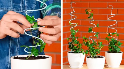 Simple planting tricks for a thriving mini garden 🌱