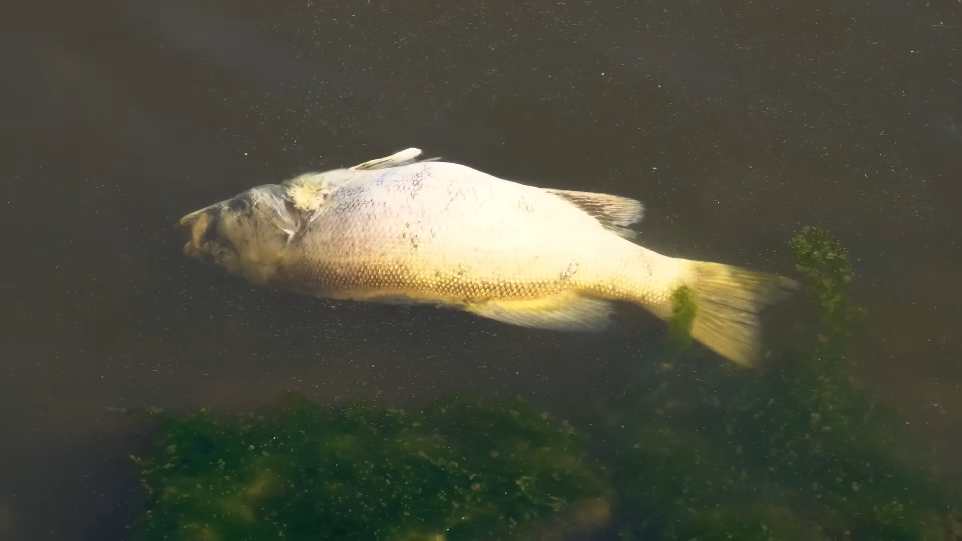 The fish were poisoned, the cats went crazy, then people started dying