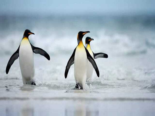 Top destinations to observe penguins in their natural habitat
