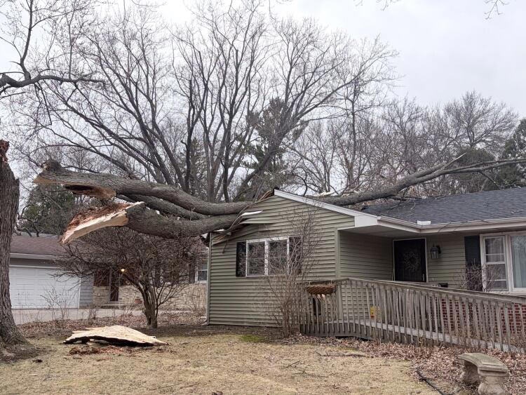 Large tree falls on Madison house