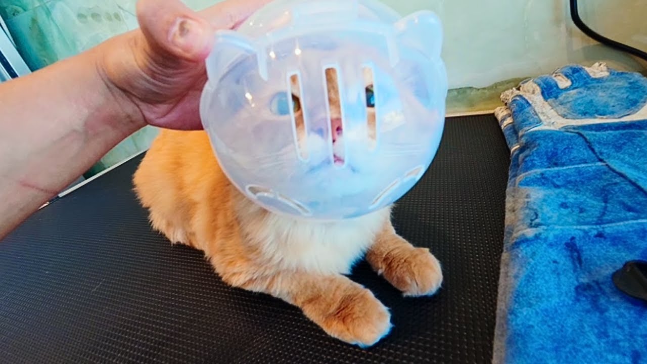 Gigi the spicy ginger Persian mix