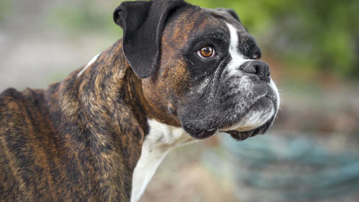 Boxer : un chien sportif au caractère affectueux