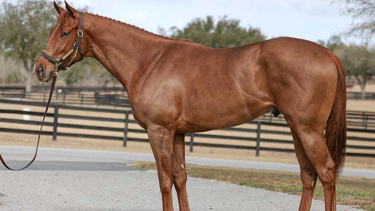 Werth it: $500,000 price tag for Jayson Werth’s latest horse investment ...