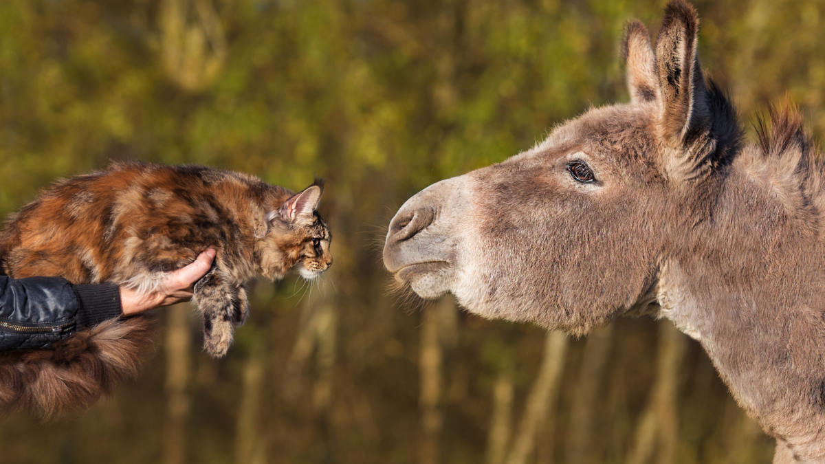 Take a look at a Maine Coon cat riding a donkey at Brickhouse Farm in ...