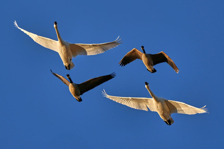 Raucous bird tornado touches down as snow geese make annual flight to ...