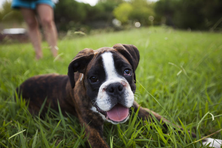 Boxer : un chien sportif au caractère affectueux