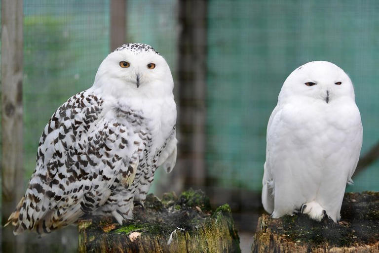 Warrington bird sanctuary 'devastated' as it faces closure after 17 years