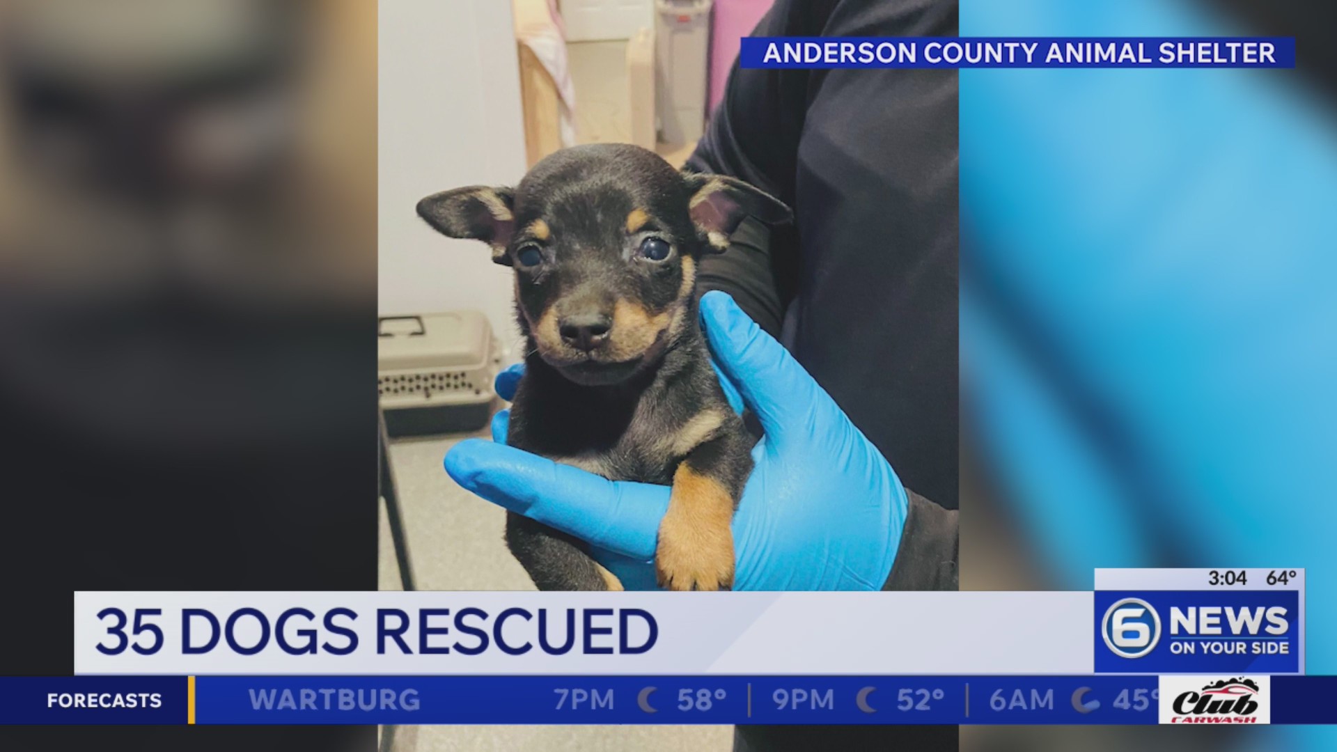 35 dogs rescued from Anderson County home after owner dies