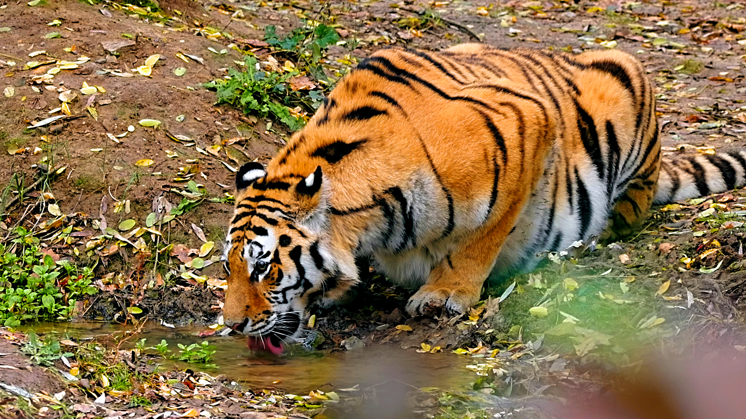 I caught up close a peaceful moment with a tiger at a lake