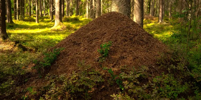 Scientists fill abandoned ant hill with cement and uncover massive ...