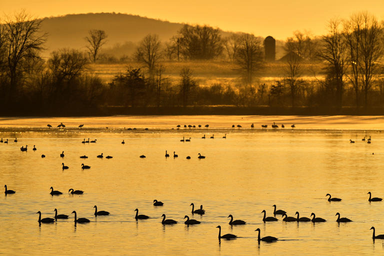 Raucous bird tornado touches down as snow geese make annual flight to ...
