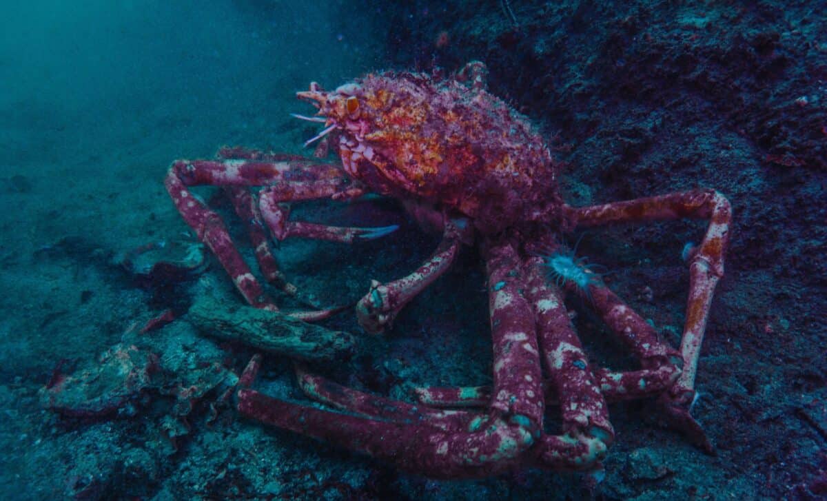 Neither a crab nor a shrimp: Scientists discover rare fossil in China ...