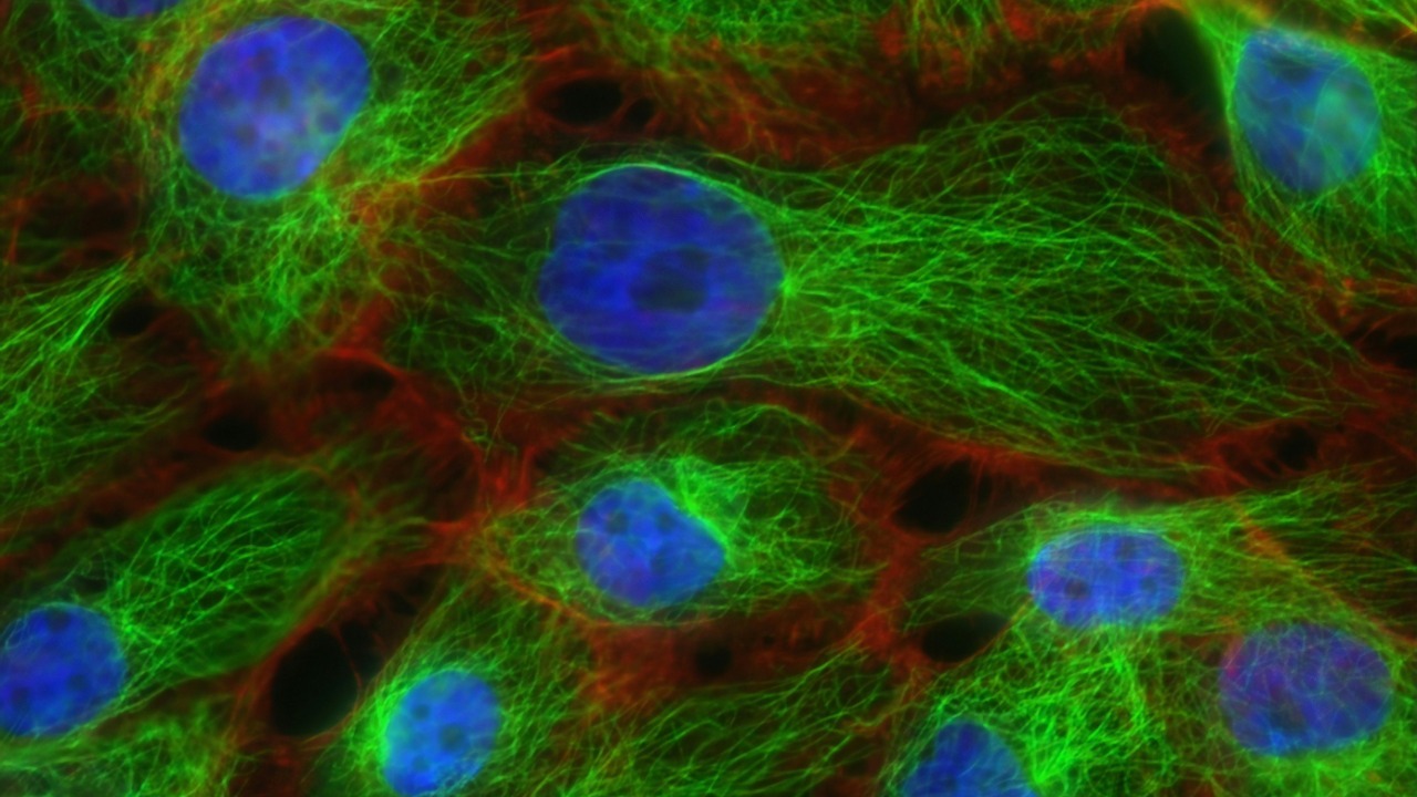 Living-cell robots gain self-organized nervous systems in new experiments
