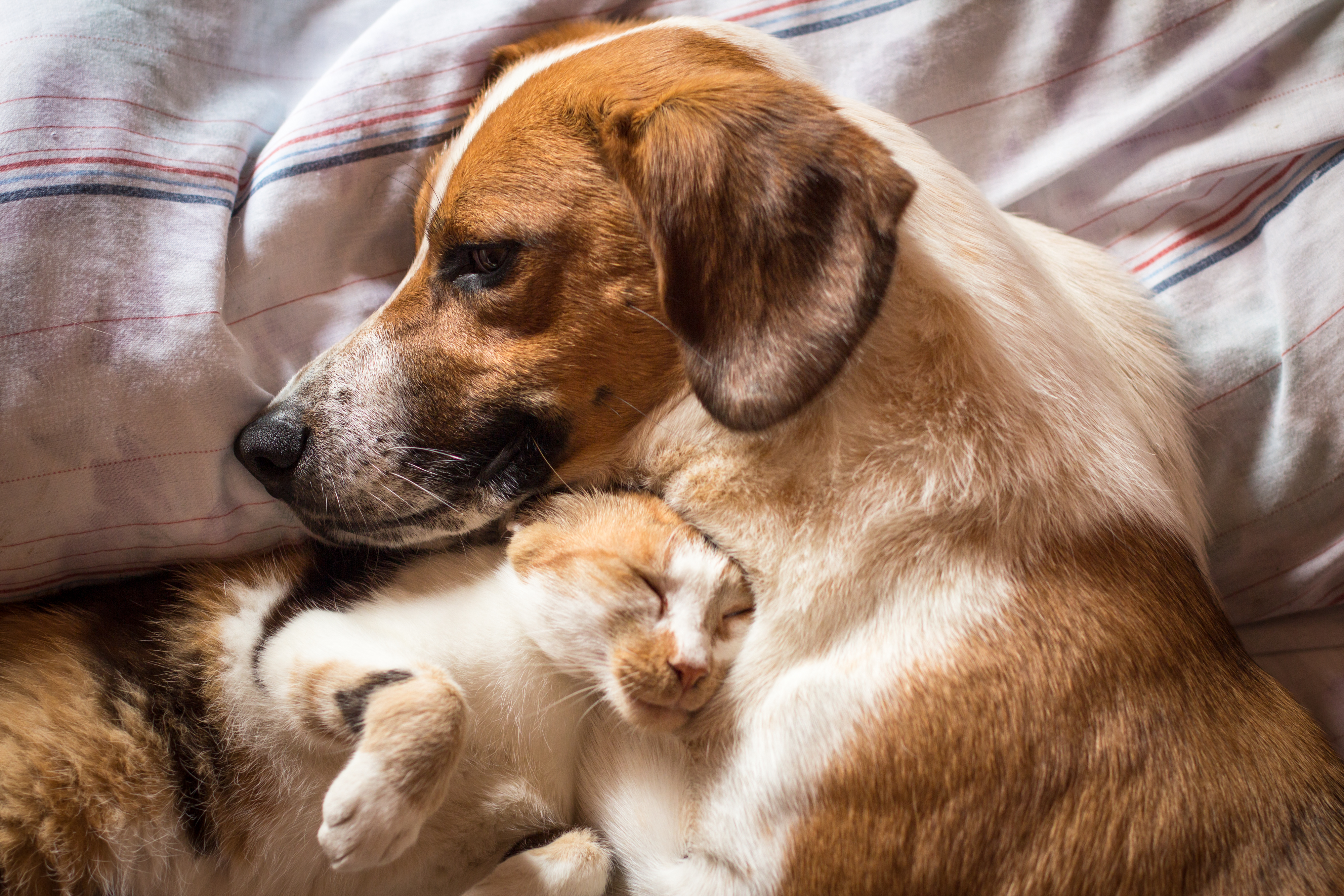 Cat chooses her “safe space,