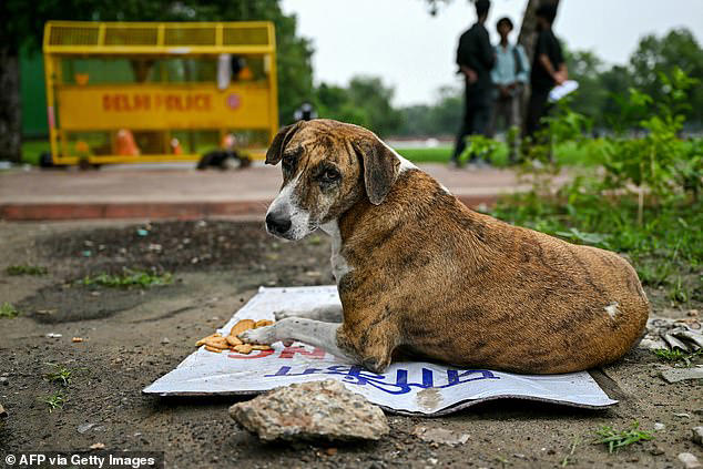 Outrage as plan to round up millions of dogs sparks 'global health ...