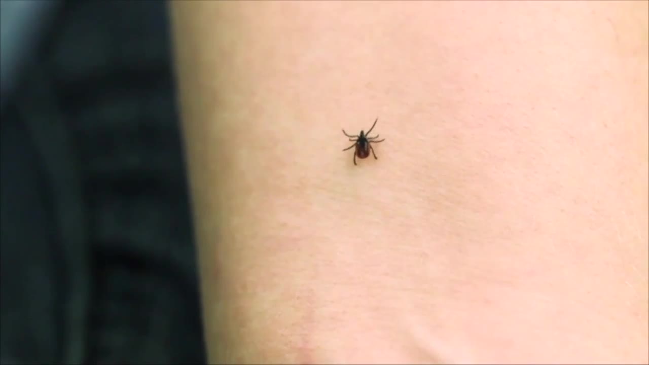 Spring is here, so are ticks: How to protect yourself from the tiny pests