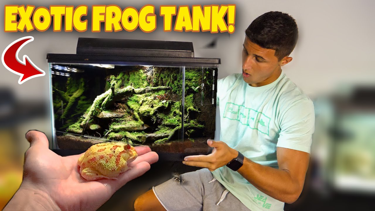 My albino pacman frog gets new home!