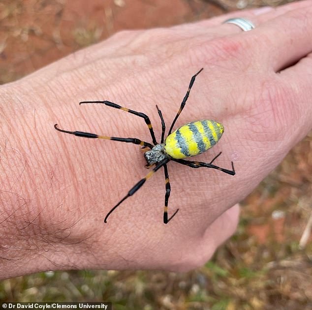 Venomous flying spiders the size of a human hand spreading across the US