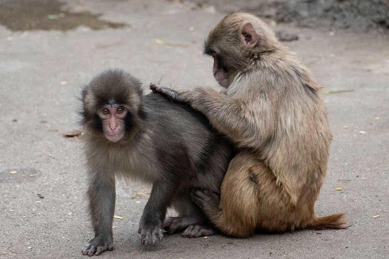 Punch the monkey has a girlfriend