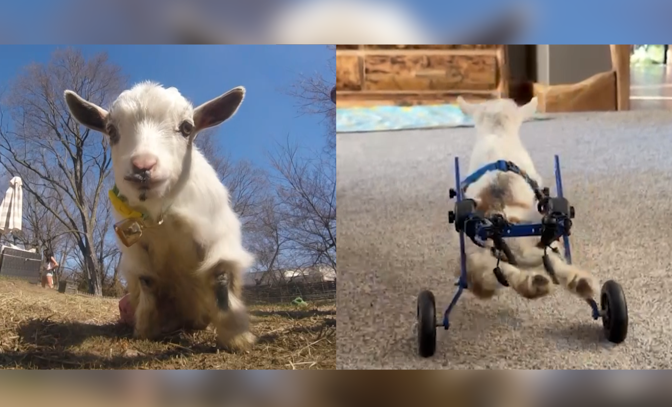 This paralyzed goat named 'Wheelie Nelson' needs a new set of wheels
