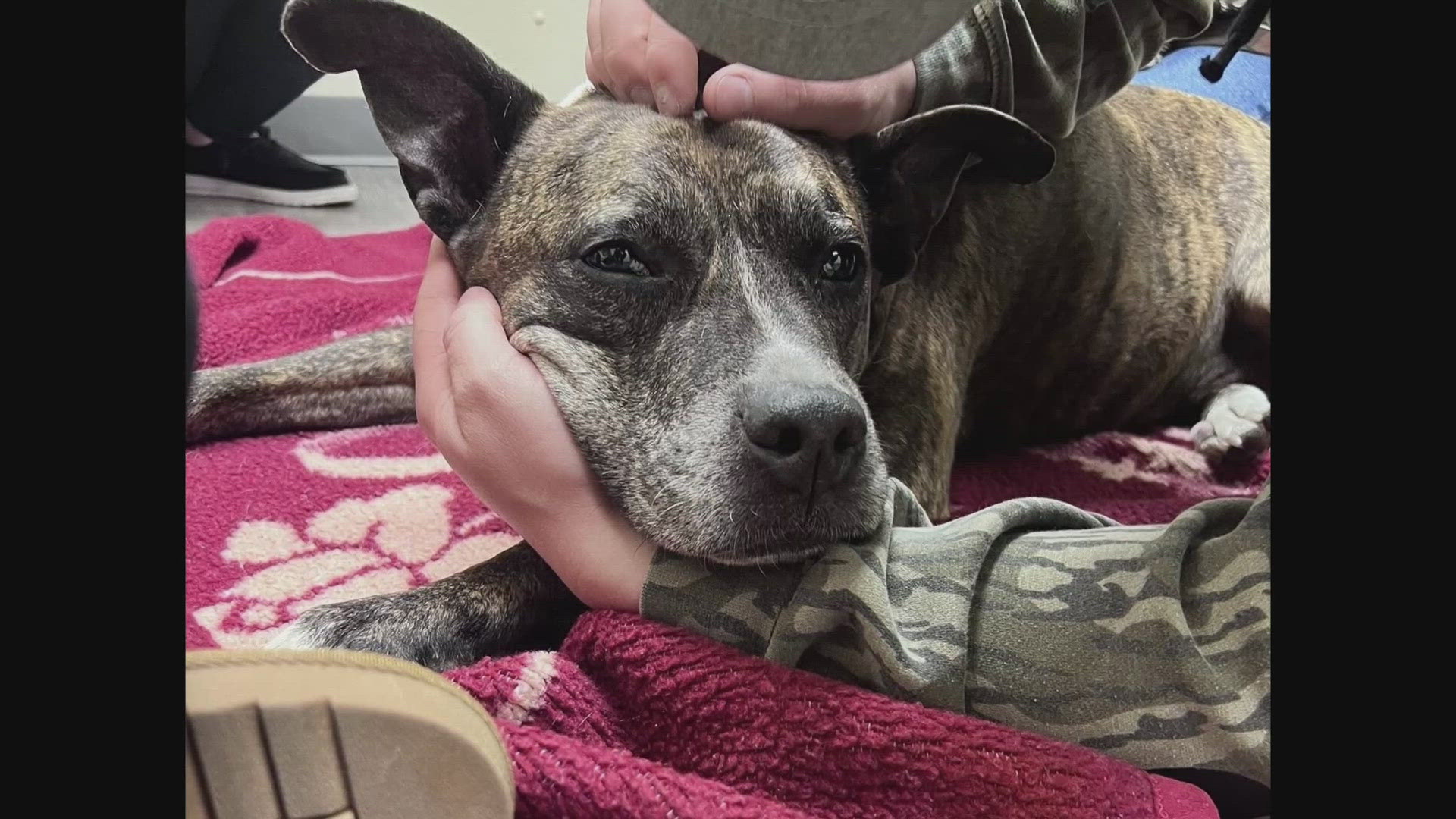 Turner man says his dog was killed by a pellet gun