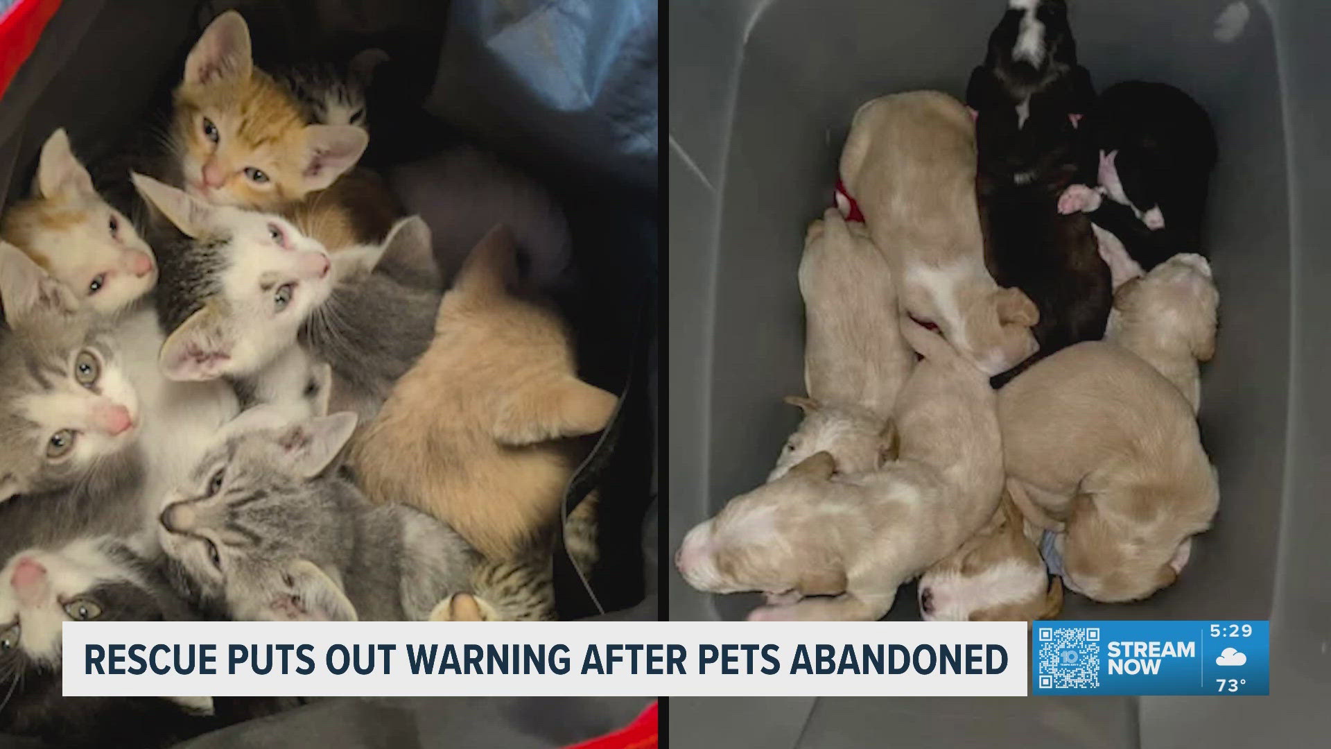Local animal rescue issues warning following 2 recent cases of ...