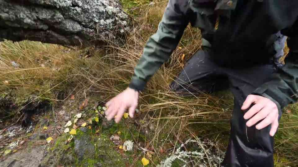 Humans wiped out 10,000 trees in this forest for a terrifying reason