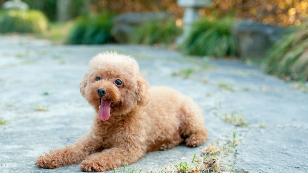 Thinking of a poodle? 5 things the American Kennel Club wants you to ...