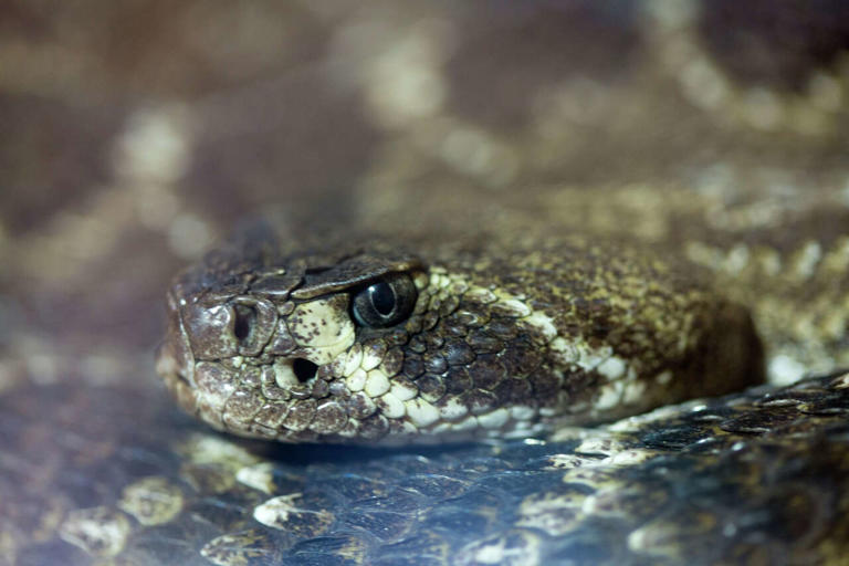 Rattlesnake sightings increase at Midland preserve as spring warms