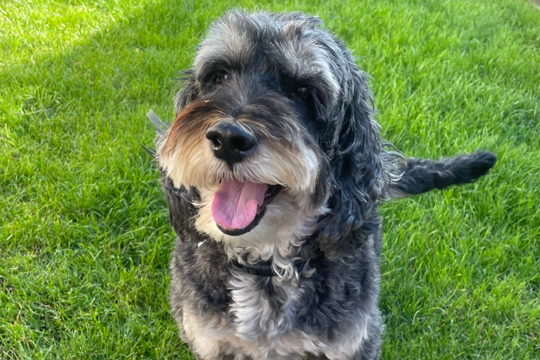 Is my cockapoo a nut job because of me – or is it the breed?