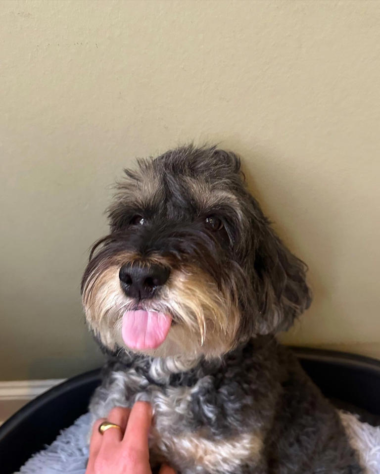 Is my cockapoo a nut job because of me – or is it the breed?