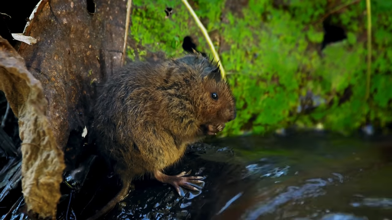 Humans released 204 water rats - then everything changed