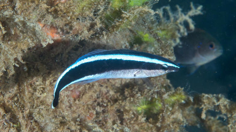 Study suggests cleaner wrasse fish know when they are being watched