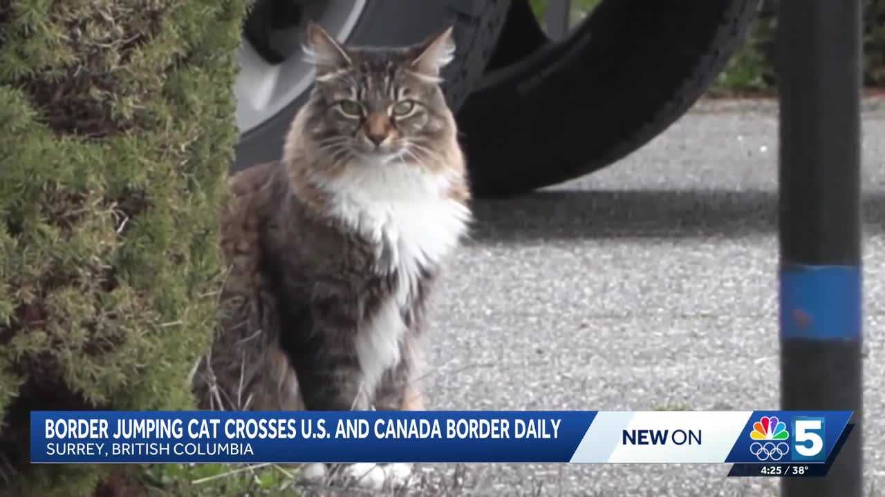 'Flaunts his recklessness toward the law': Cat crosses US.-Canadian ...