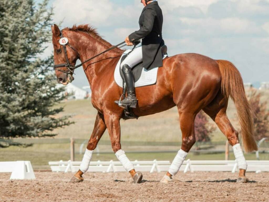 Diciottenne cade da cavallo nel centro ippico, soccorsa con l’elicottero