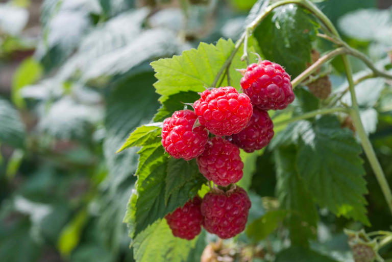 How to grow raspberries from seeds for a thriving backyard patch