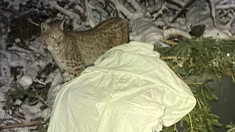 Predators are being released beyond control - and people are in the way