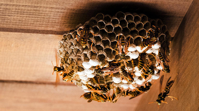 7 types of wasp nests you do not want to see in your yard
