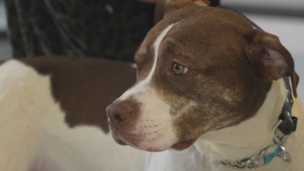 Big dogs wait the longest for forever homes. Toronto Animal Services ...