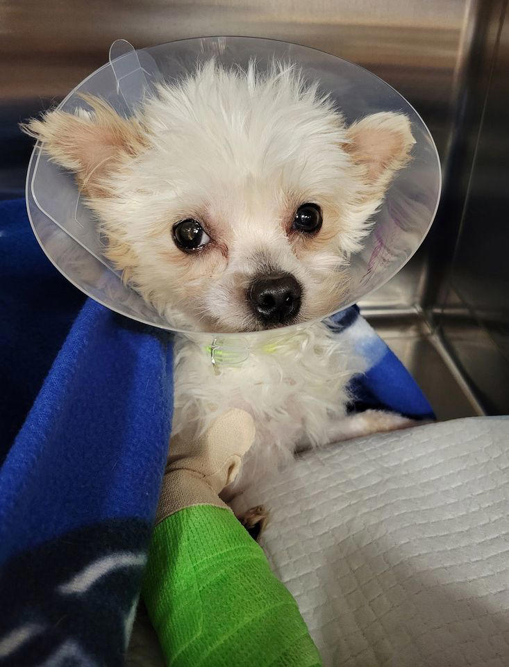 Shelter searching for answers after finding an abandoned dog so ...