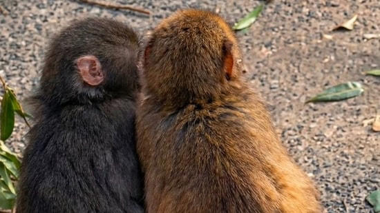 Viral baby monkey Punch-kun finds 'girlfriend' Momo-chan after being  abandoned at Japan zoo | See video
