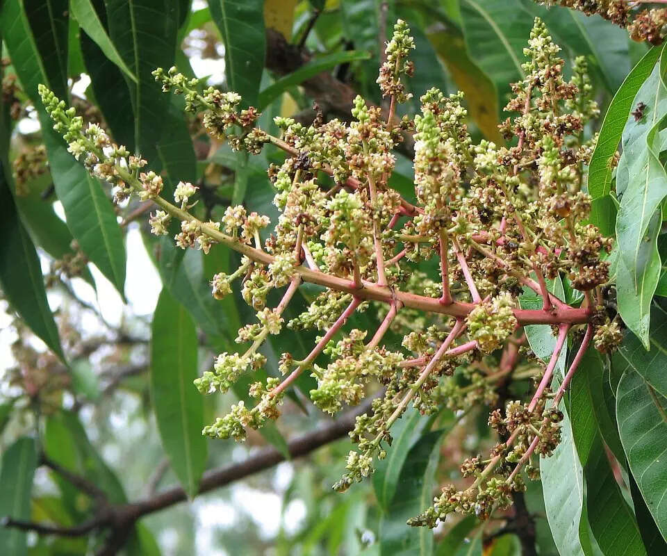Mango tree full of ‘broom-like flowers’ but no fruit? Here’s why it’s a ...