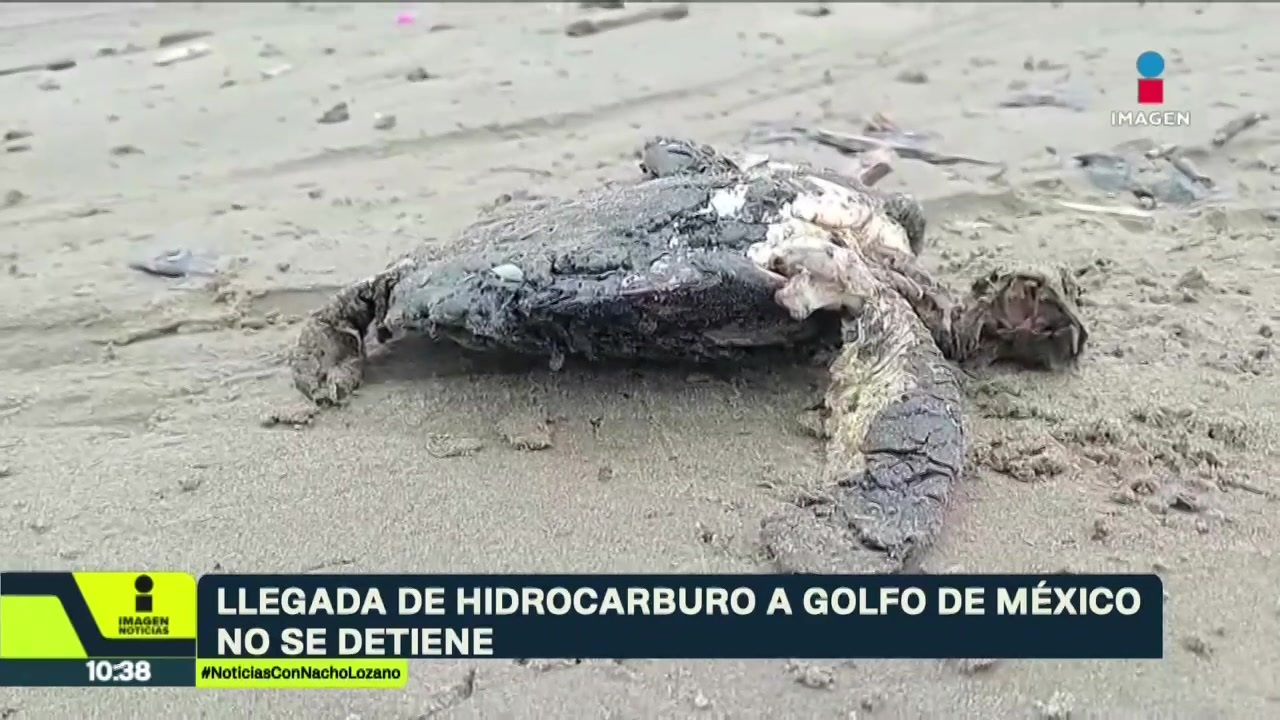 Se cumplen 18 días del derrame de hidrocarburo en las costas del Golfo ...