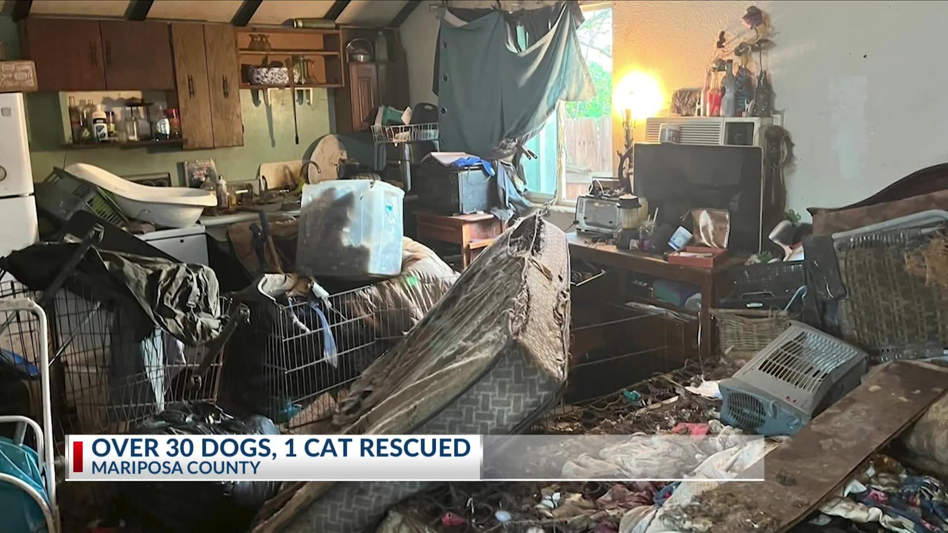 Over 30 dogs, 1 cat rescued from hoarder's home in Mariposa County