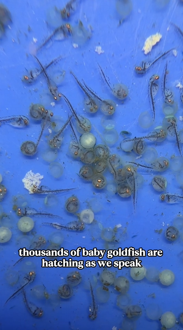 Goldfish Hatching in Real Time Baby Fish Born