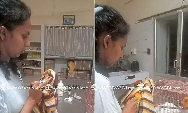 Veterinarian dies after hippopotamus attack at Tyavarekoppa safari in ...