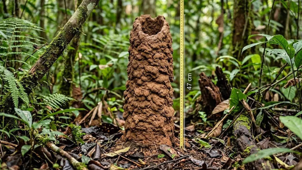 47-centimetre ‘cicada towers’ in the Amazon rainforest act like lungs ...