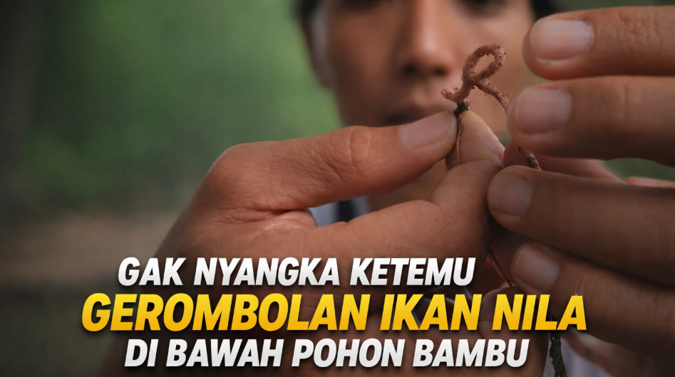 Gak nyangka ketemu gerombolan ikan nila di bawah pohon bambu