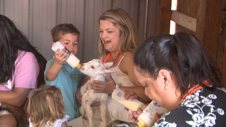 Baby Animal Days returns to Modesto’s Dutch Hollow Farms